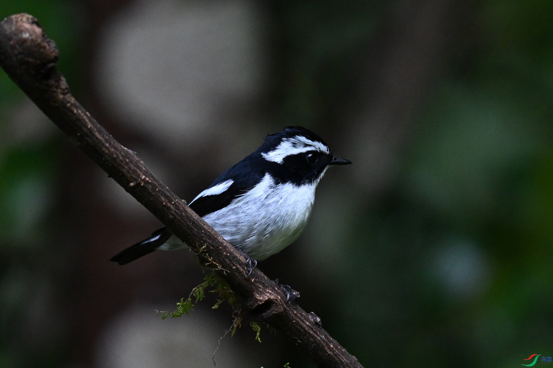 DSC_7175.JPG
