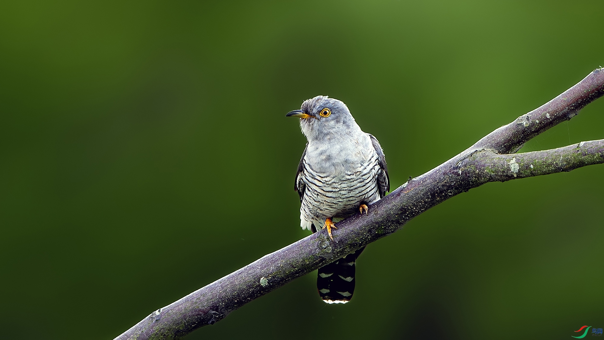 DSC_6455-����ǿ-NR ���� 2.jpg
