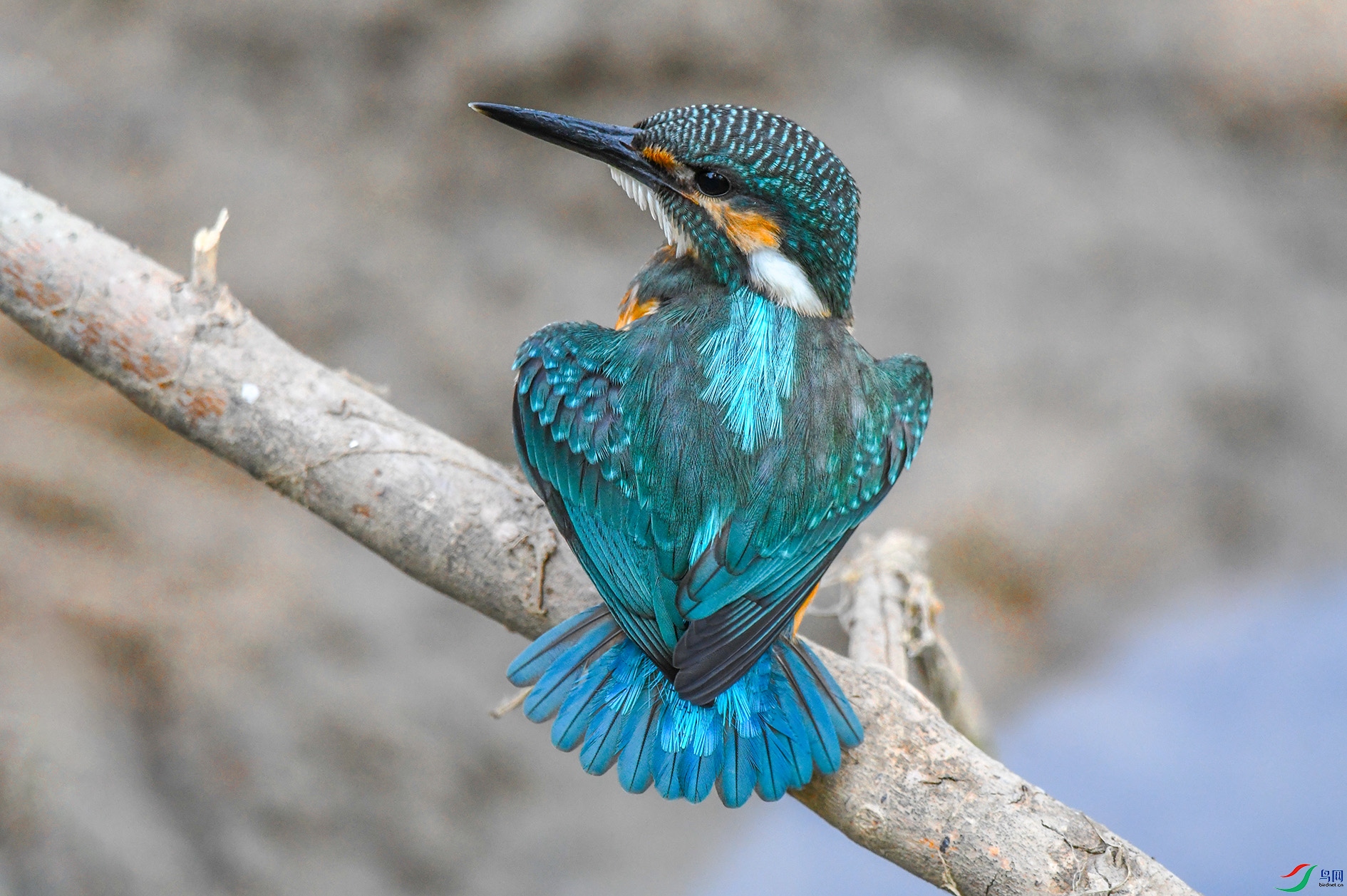 DSC_5683_��ͼ�� ����.jpg