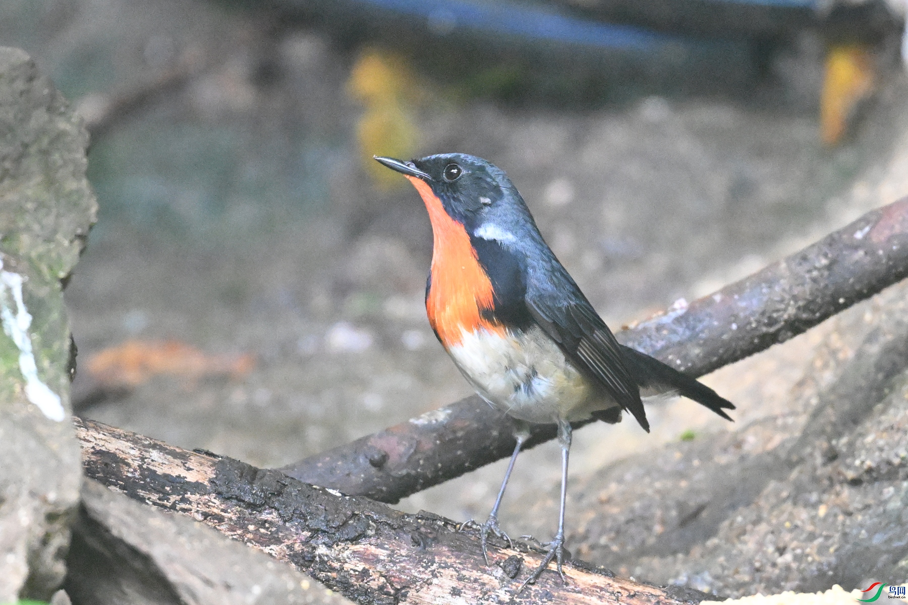 DSC_7155.JPG
