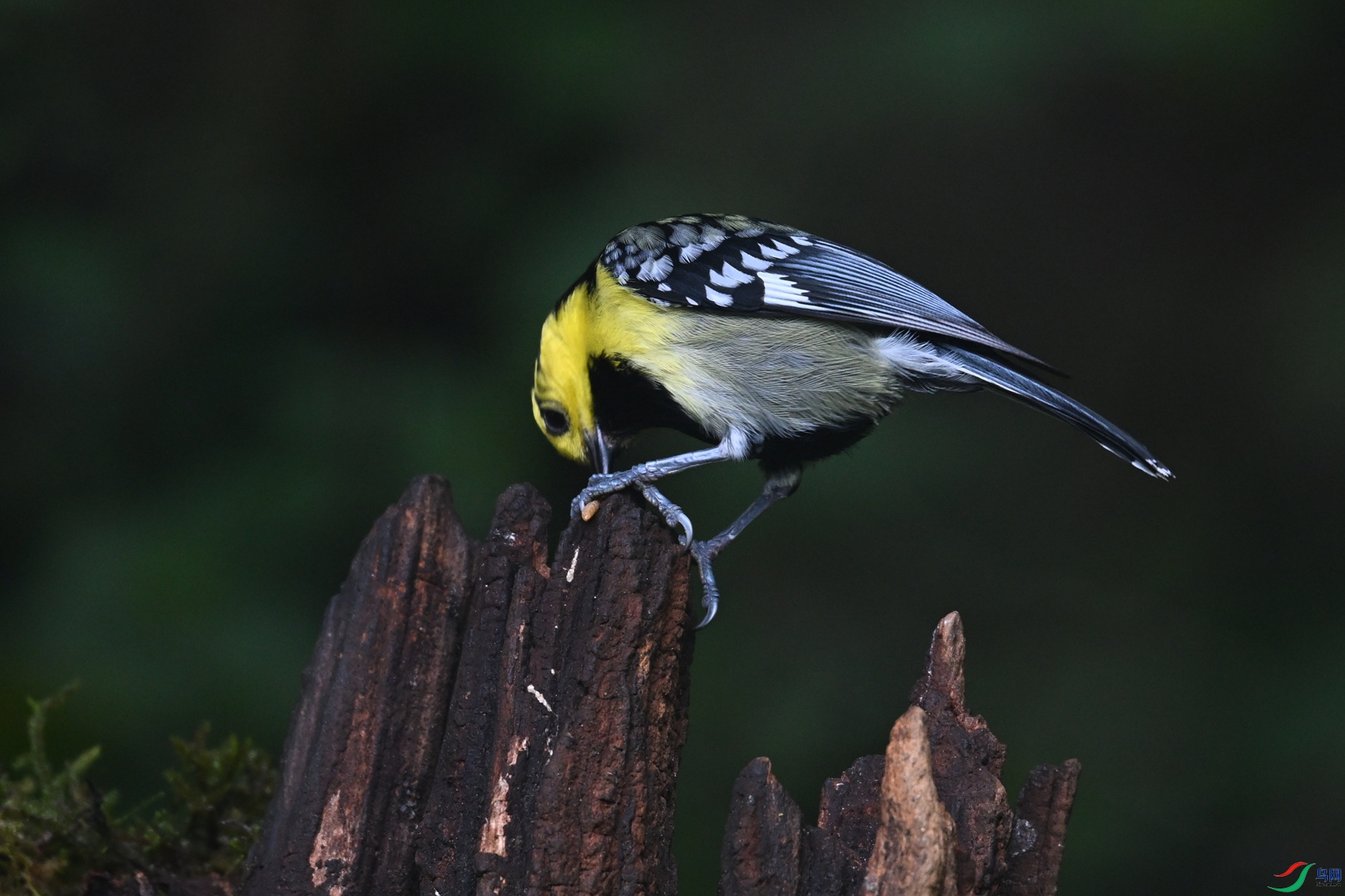 DSC_7193.JPG