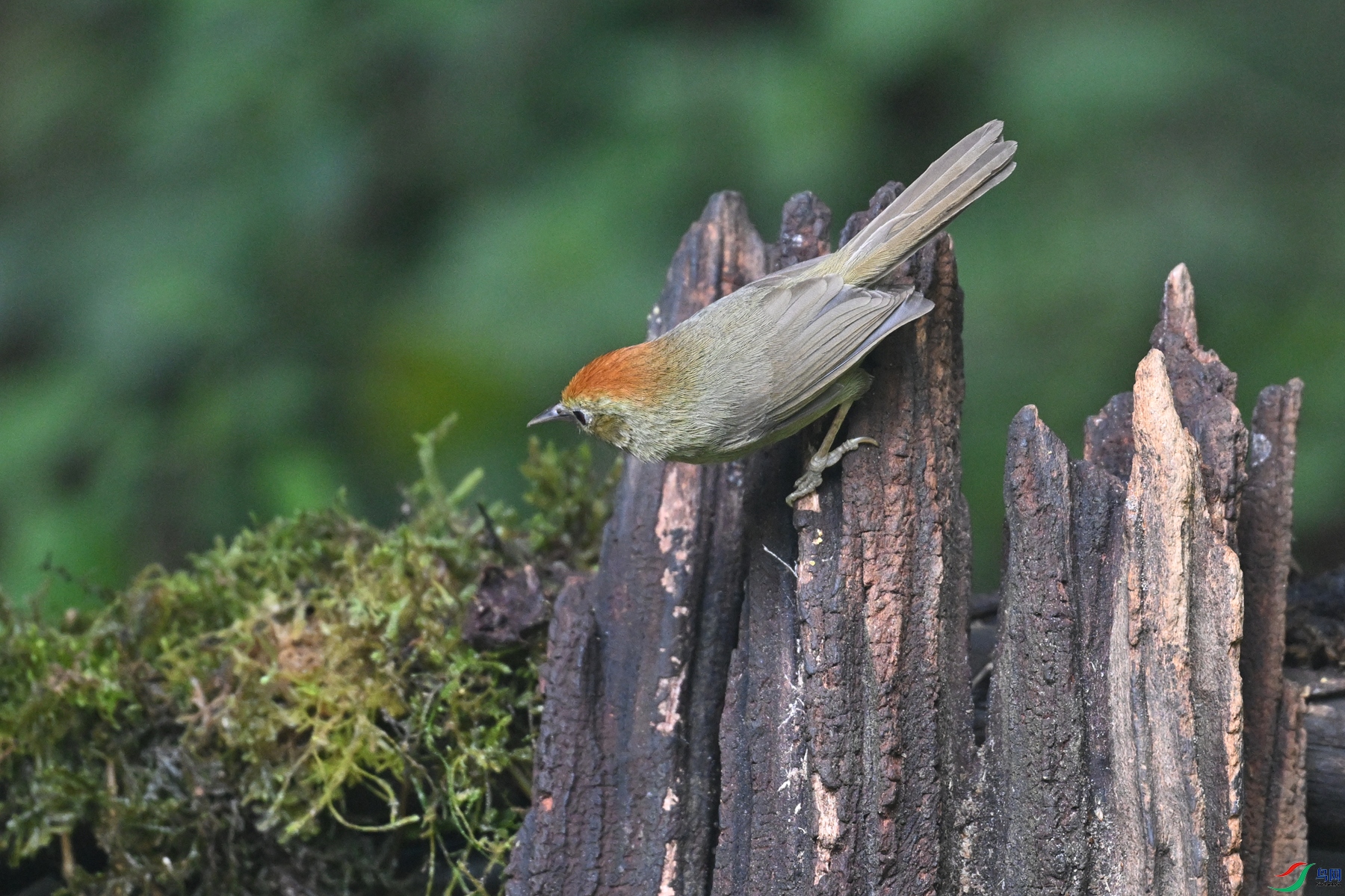 DSC_7236.JPG