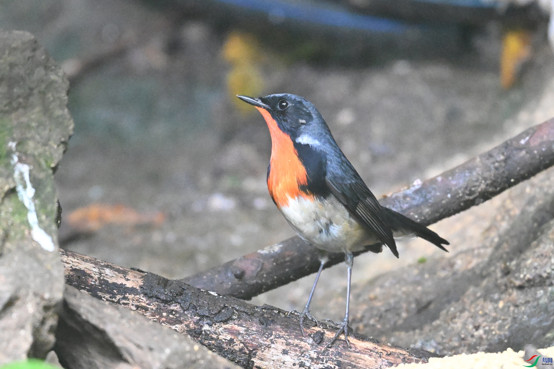 DSC_7156.JPG