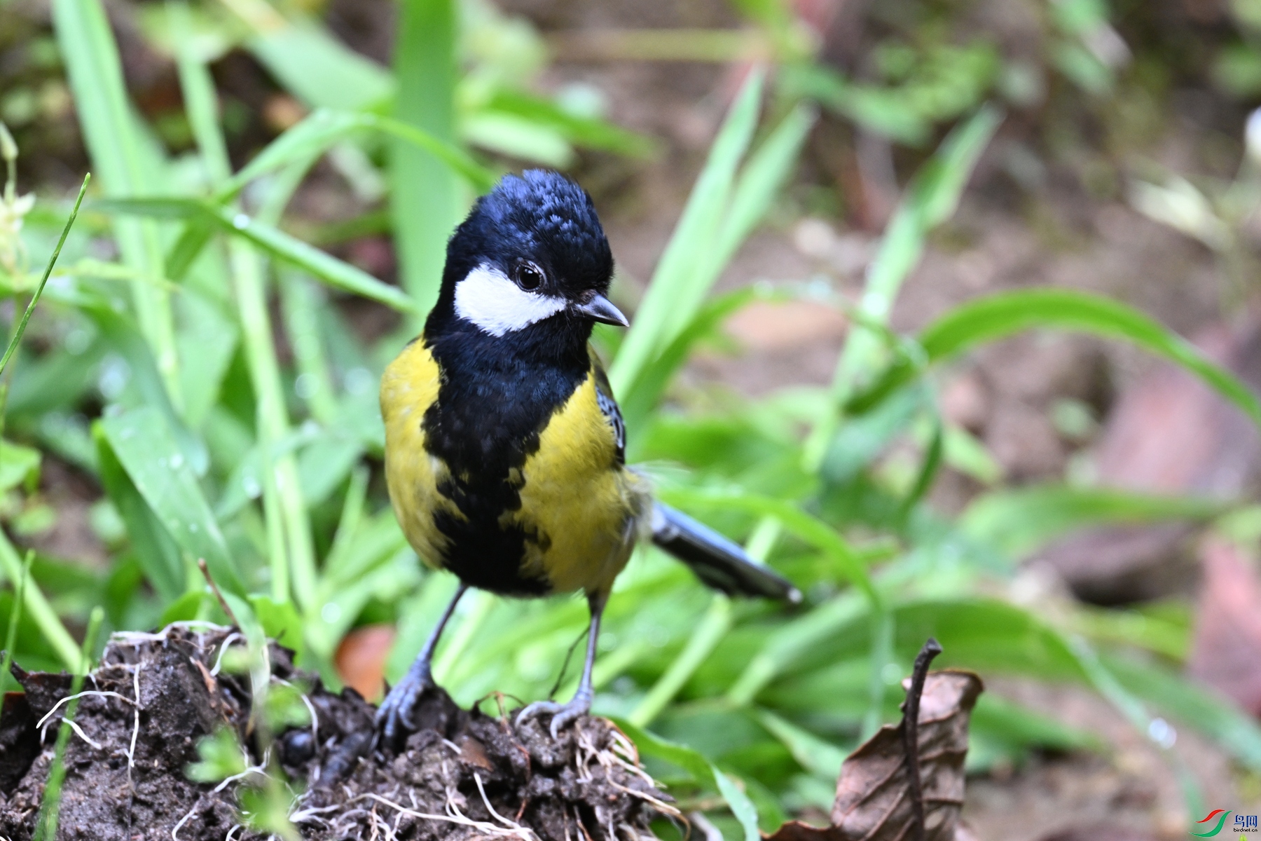 DSC_7213.JPG