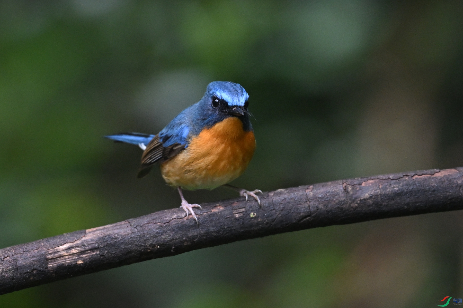 DSC_7227.JPG