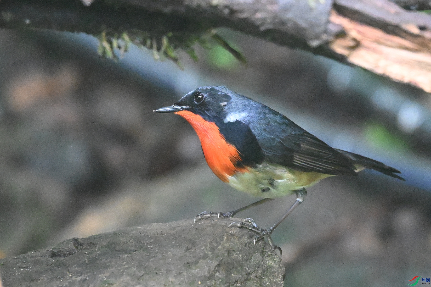 DSC_7157.JPG