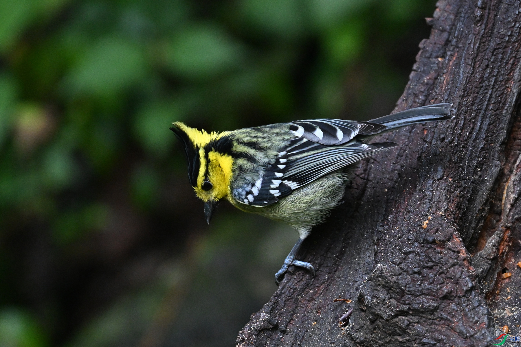 DSC_7200.JPG
