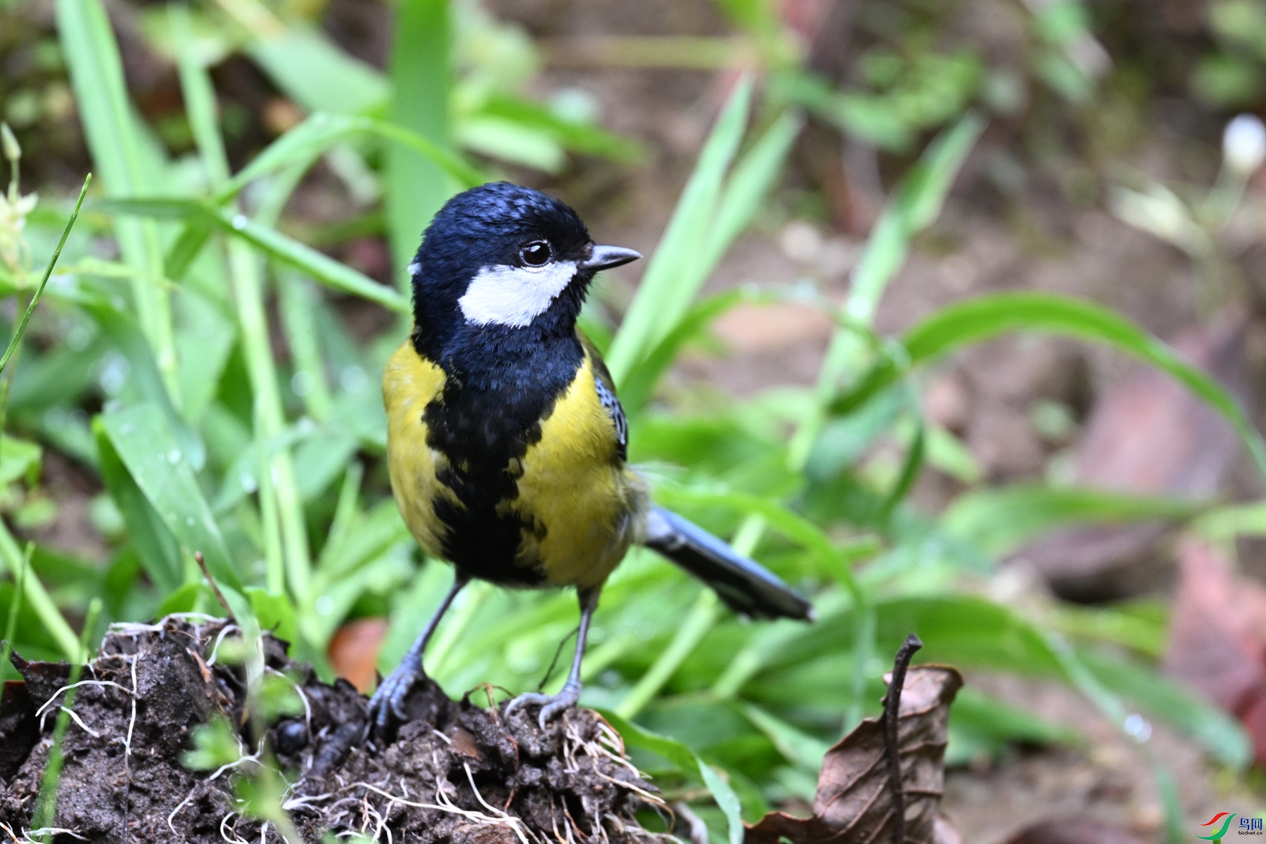DSC_7216.JPG