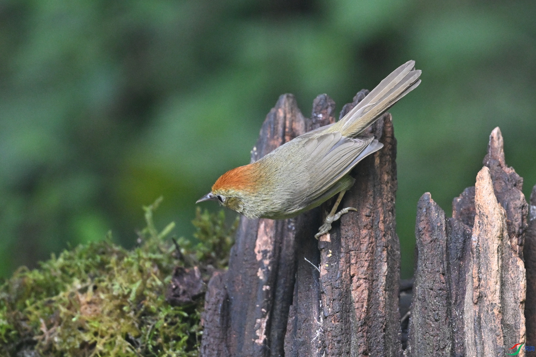 DSC_7234.JPG