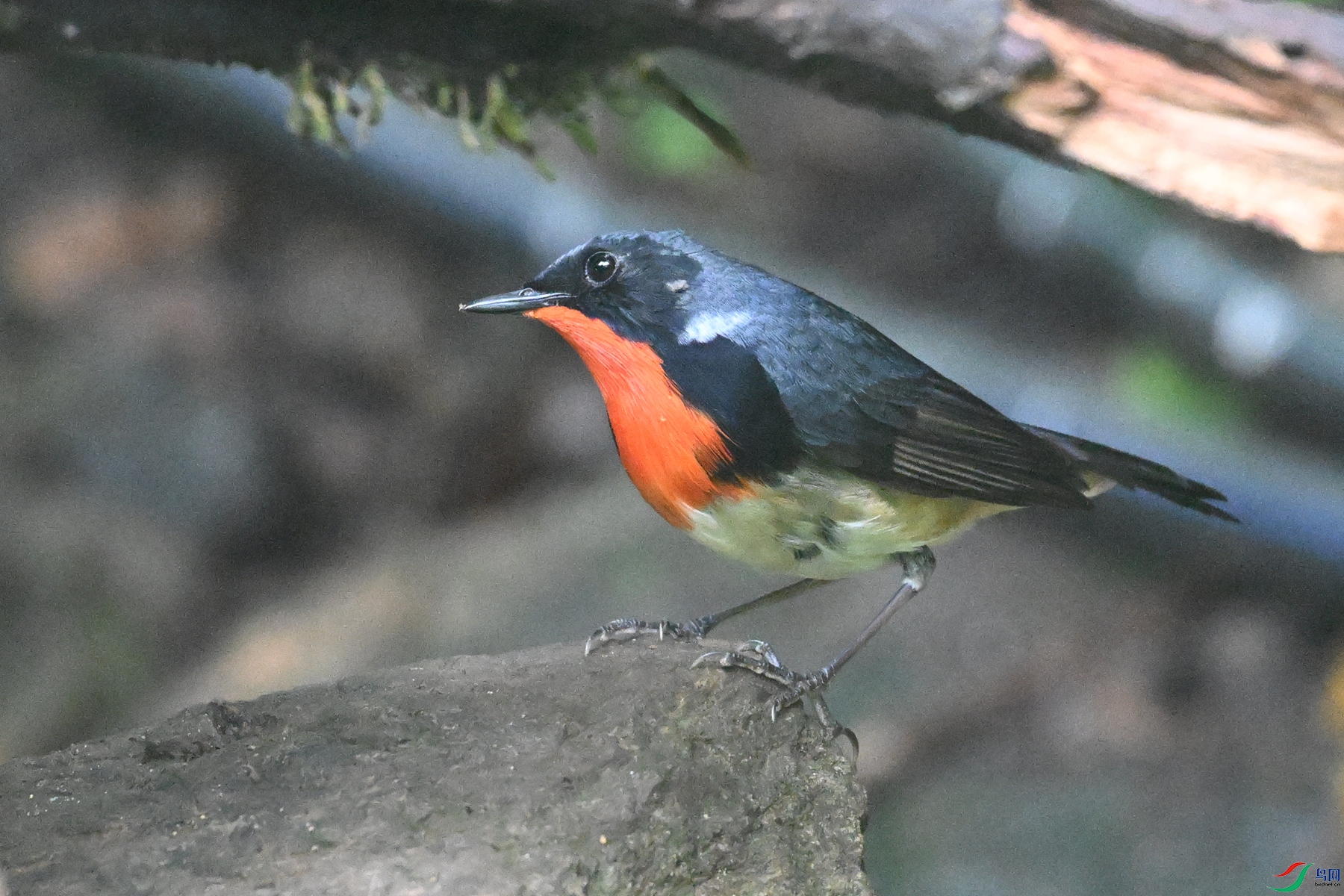 DSC_7158.JPG
