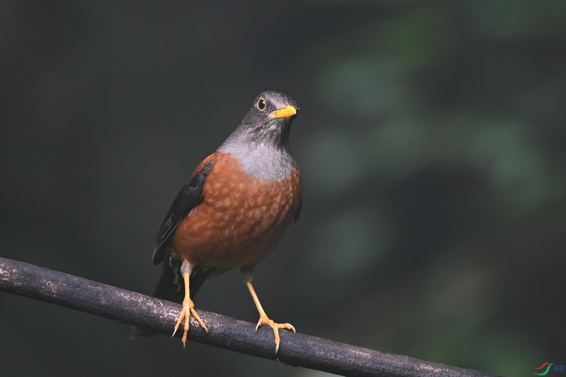 DSC_7241.JPG