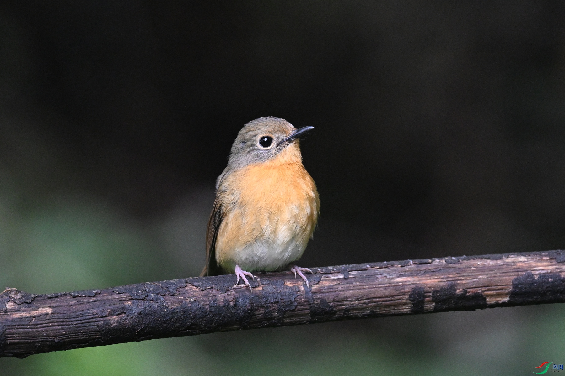 DSC_7205.JPG