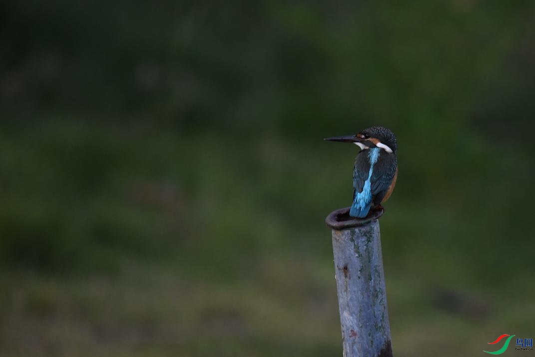 DSC_3751(1).jpg