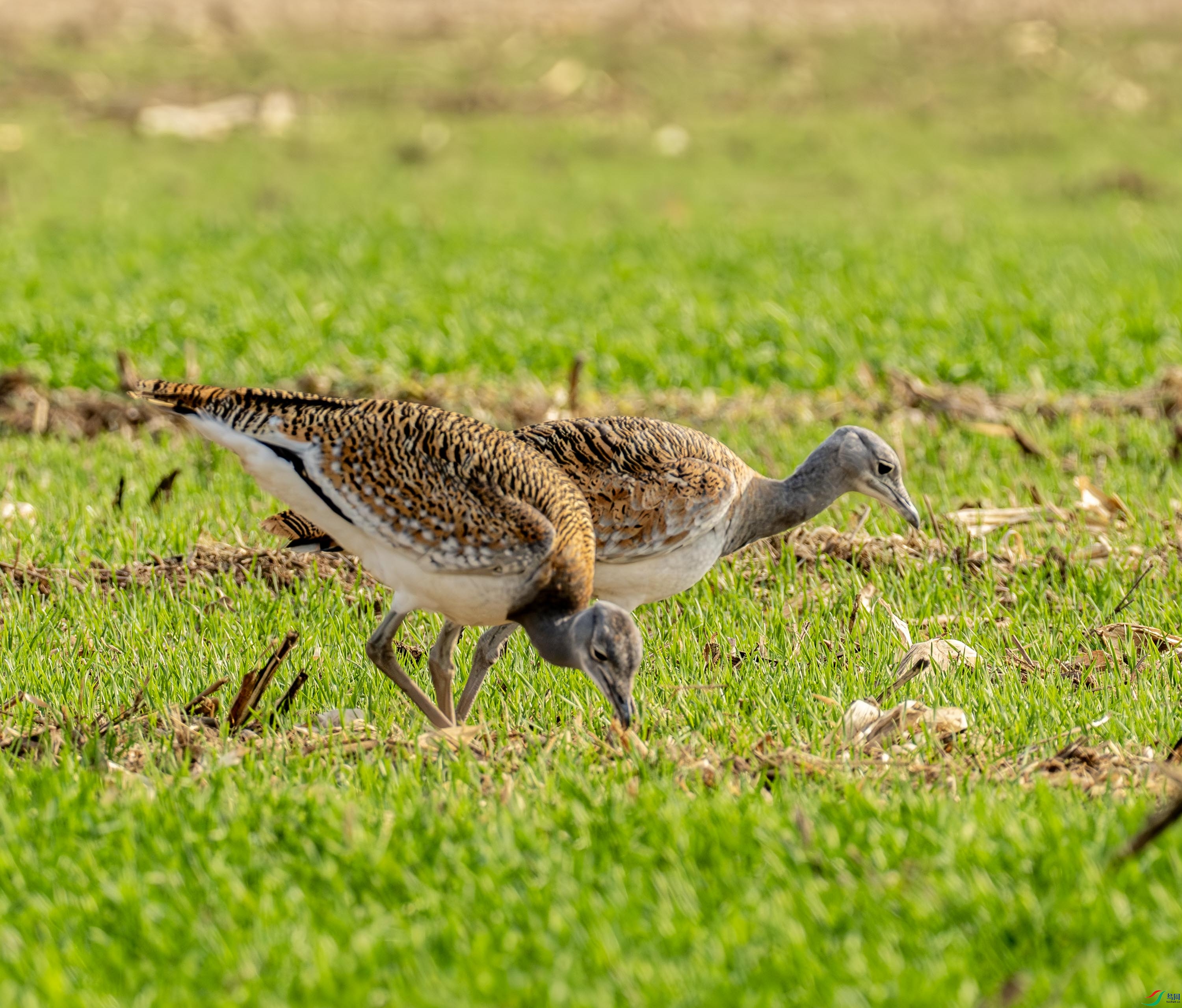 ɢ��-��� (24).jpg