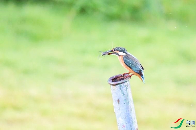 DSC_4085(1)_����.jpg