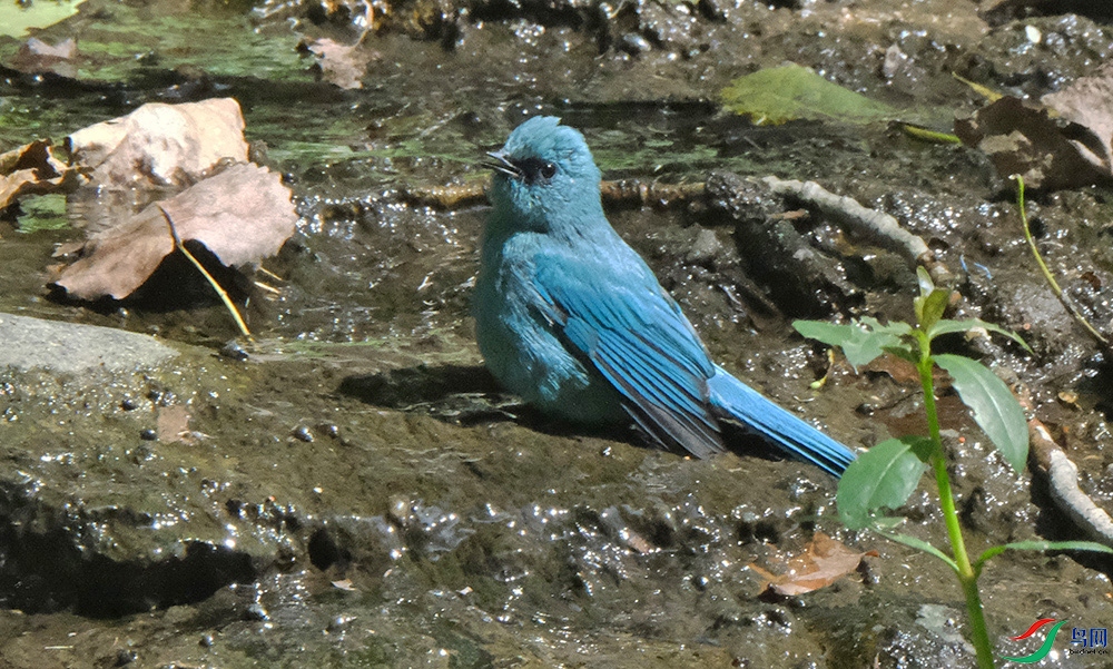 DSCF7447.1.jpg