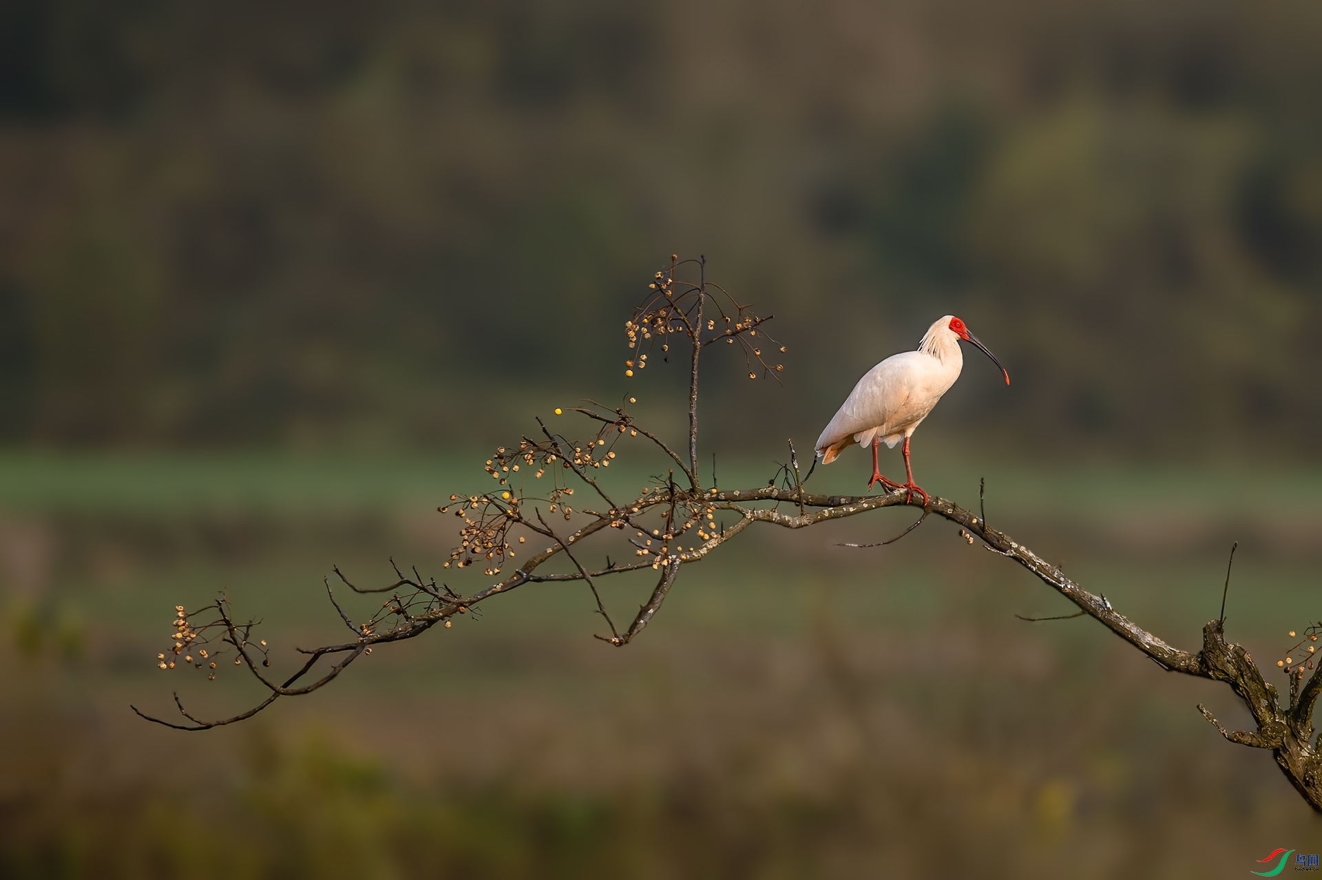 DSC_0708.jpg