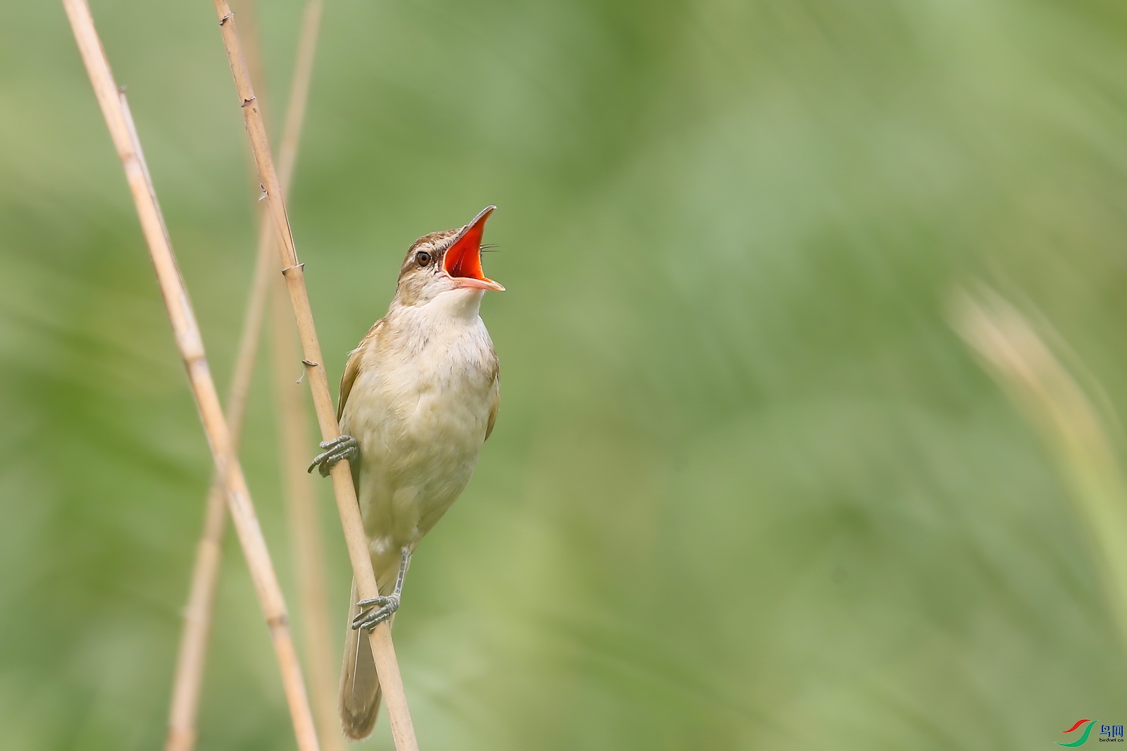 AQ4P1270-1.jpg