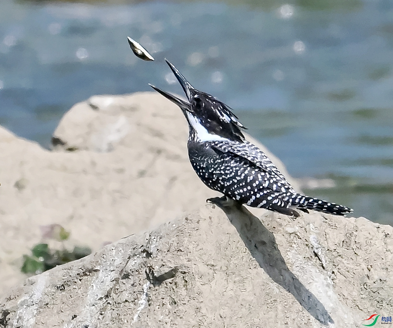 DSC_2390---_conew1.jpg