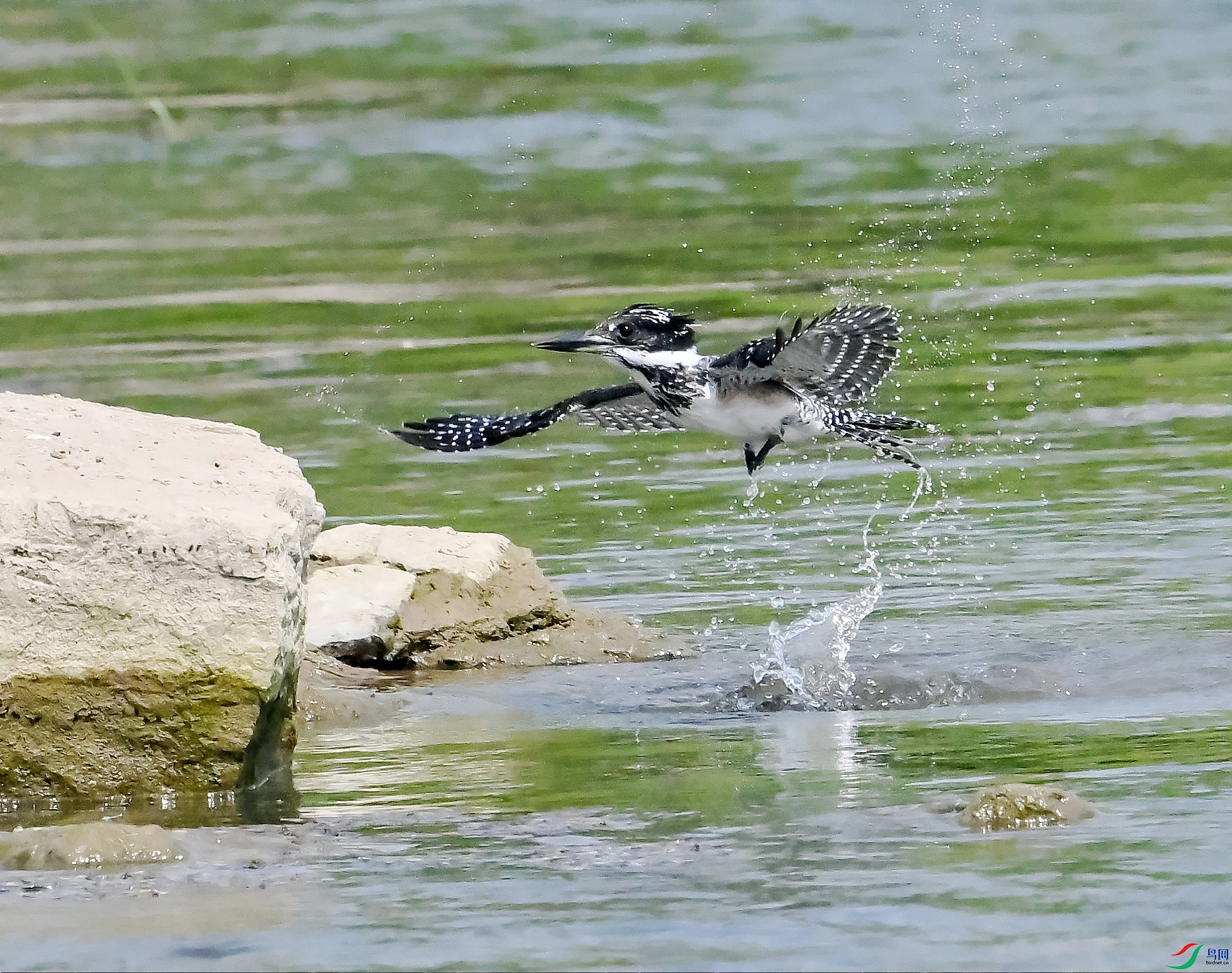 DSC_1561---_conew1.jpg