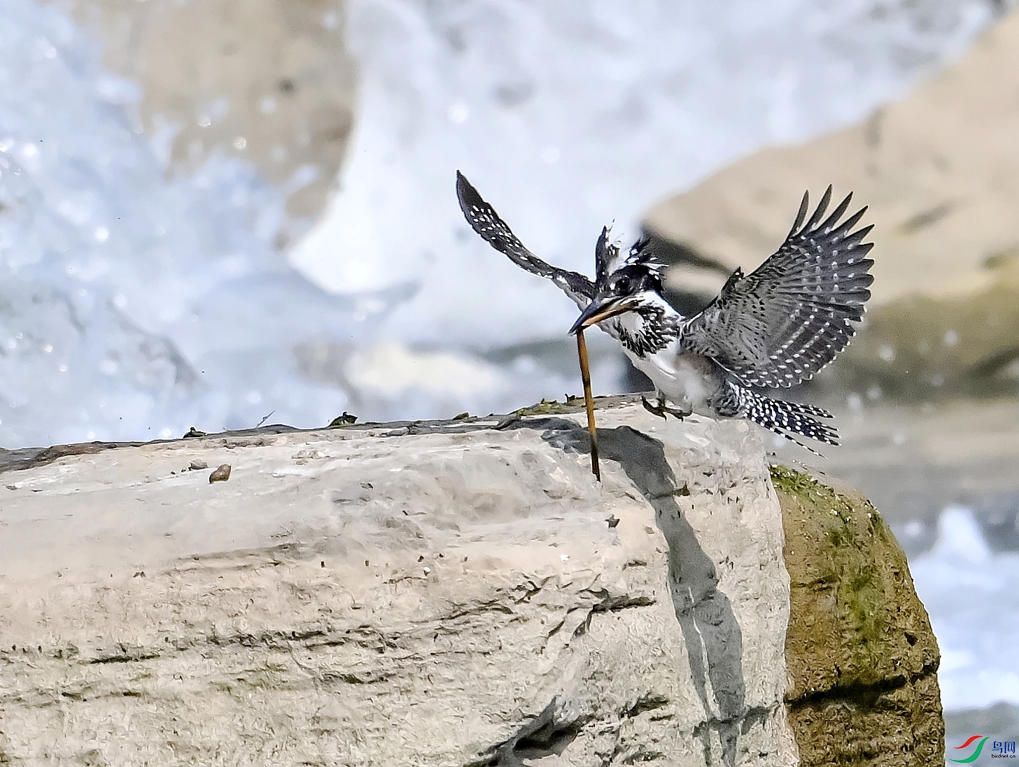 DSC_4810---_conew1.jpg