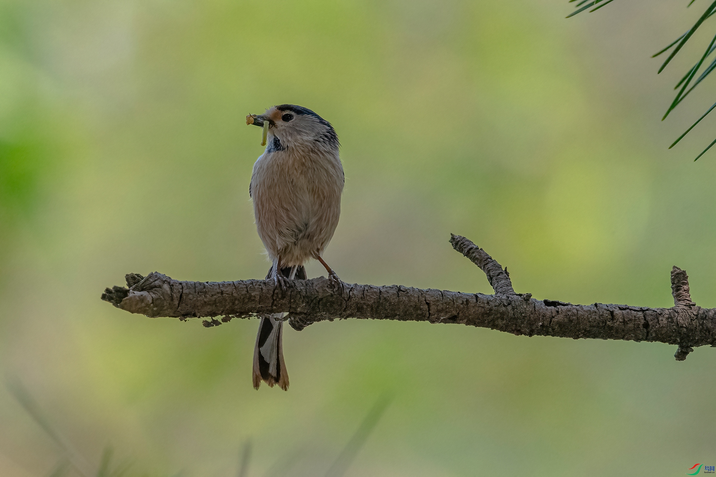 DSC_4046AB.jpg