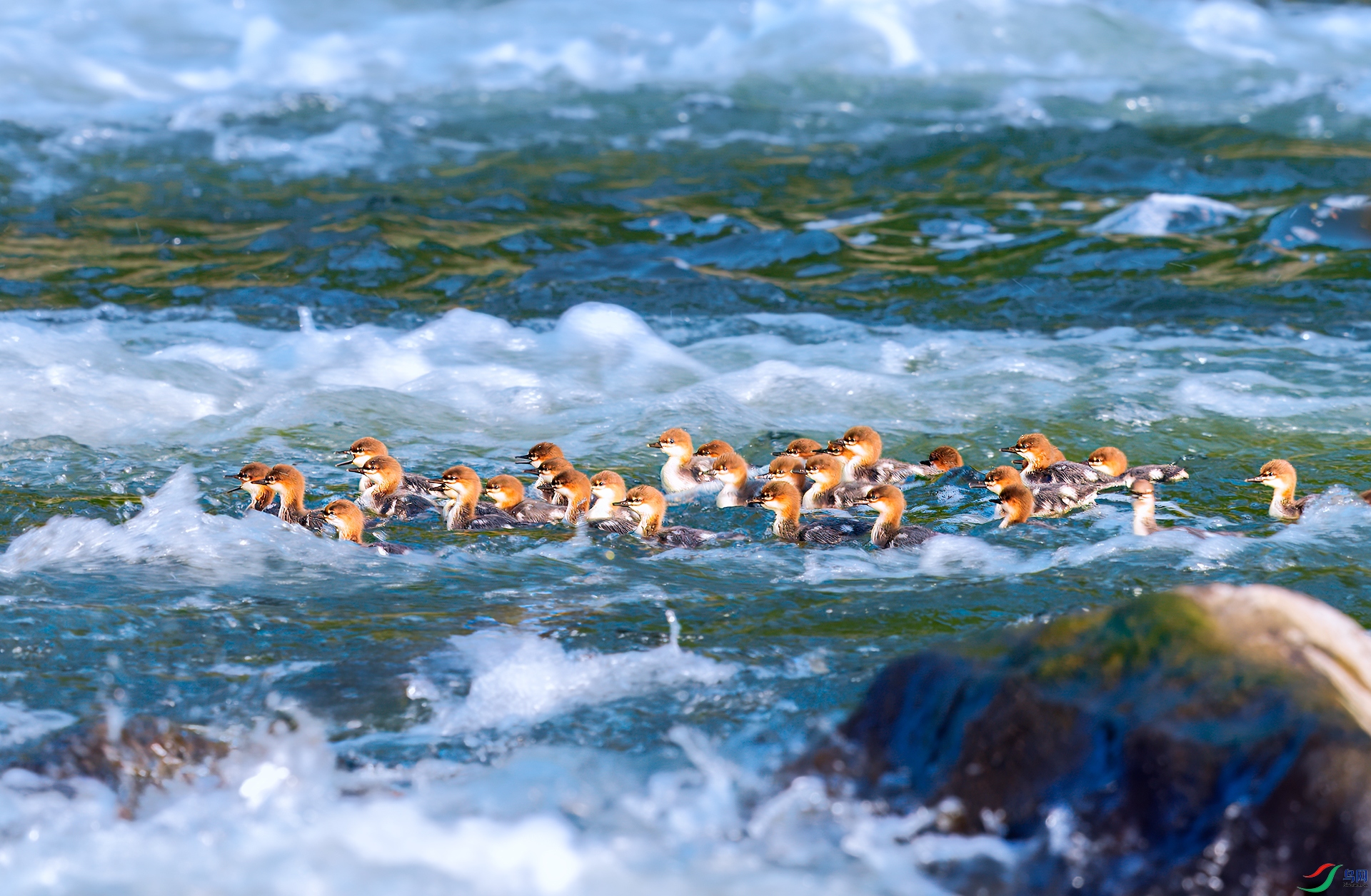 0_DSC0958-topaz-rawdenoise.jpg