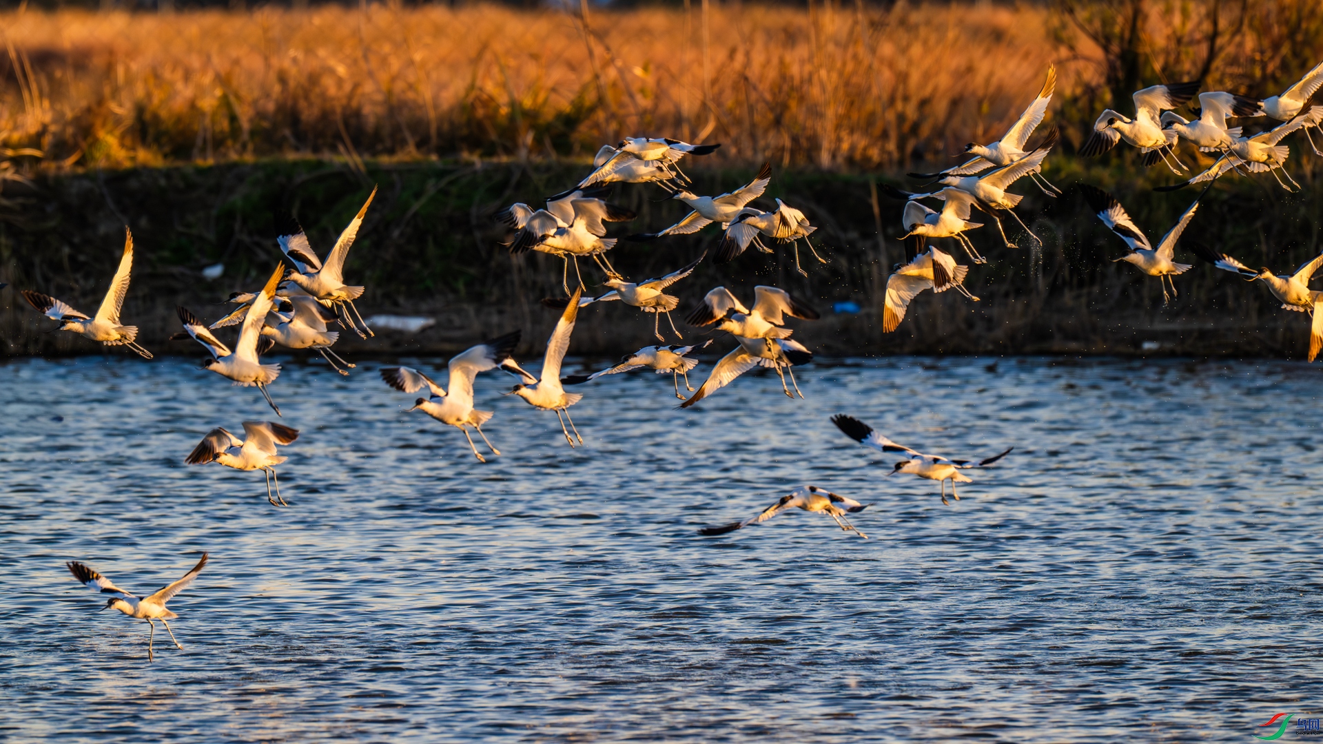 DSC_9839-1_����.jpg