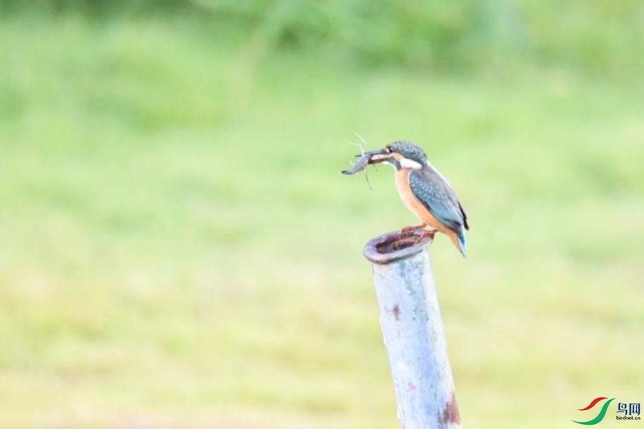 DSC_4094(1)_����.jpg