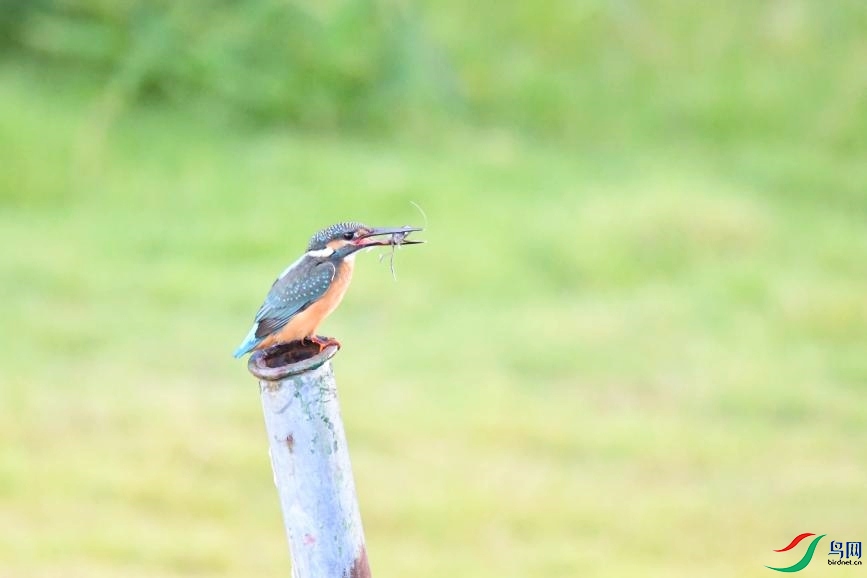DSC_4100(1)_����.jpg