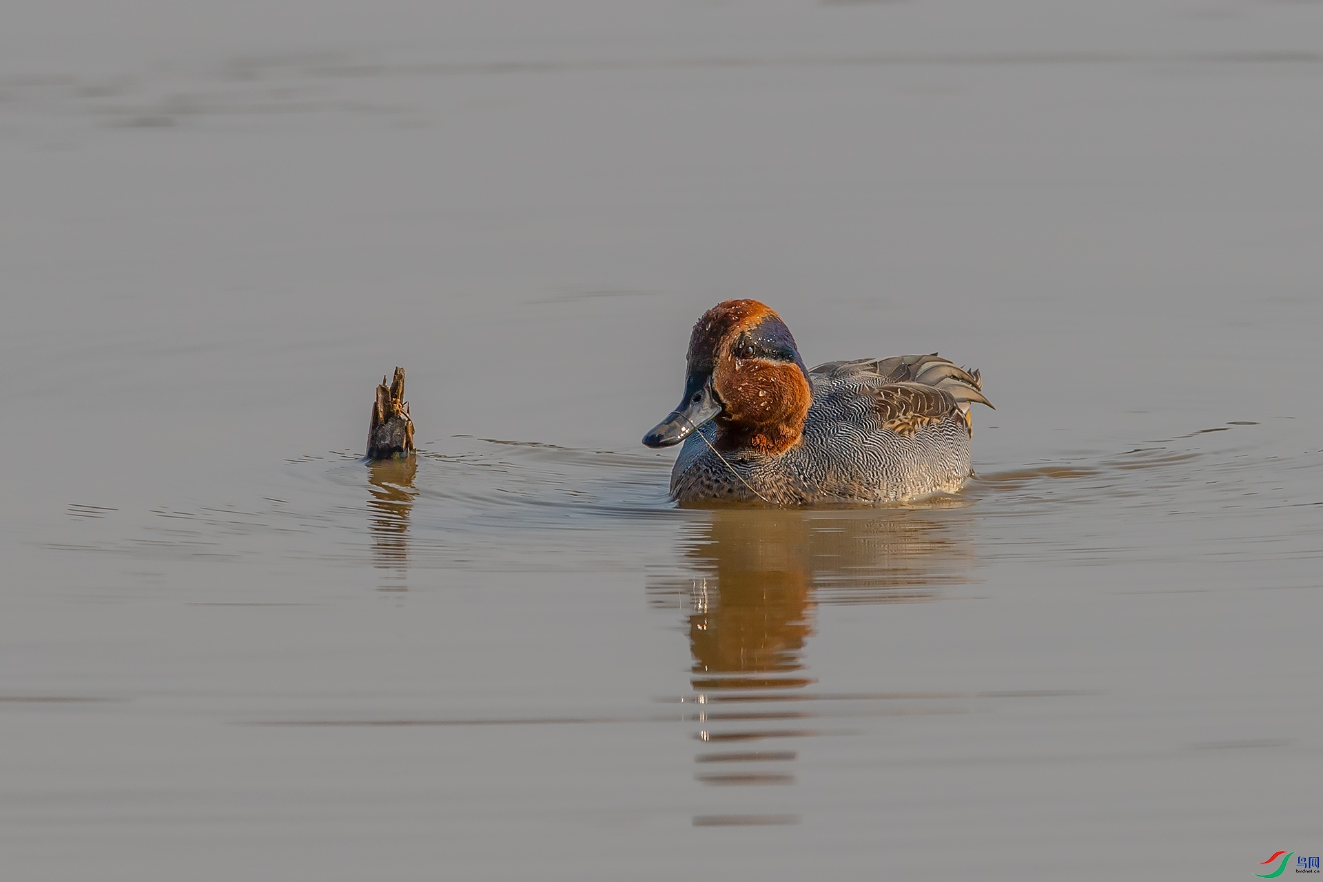 DSC_1802.jpg