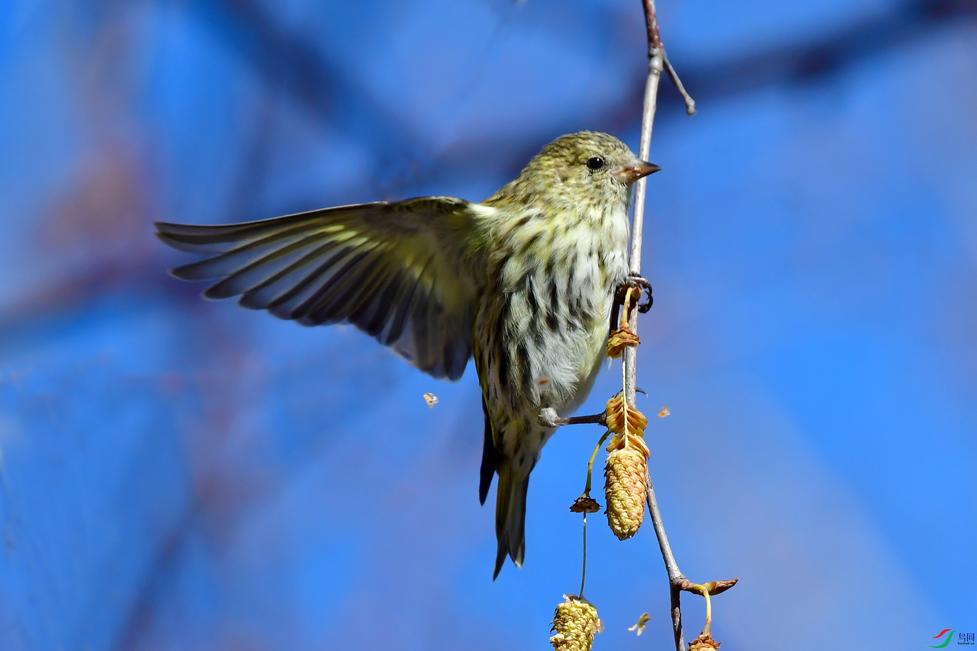 DSC_9520.jpg