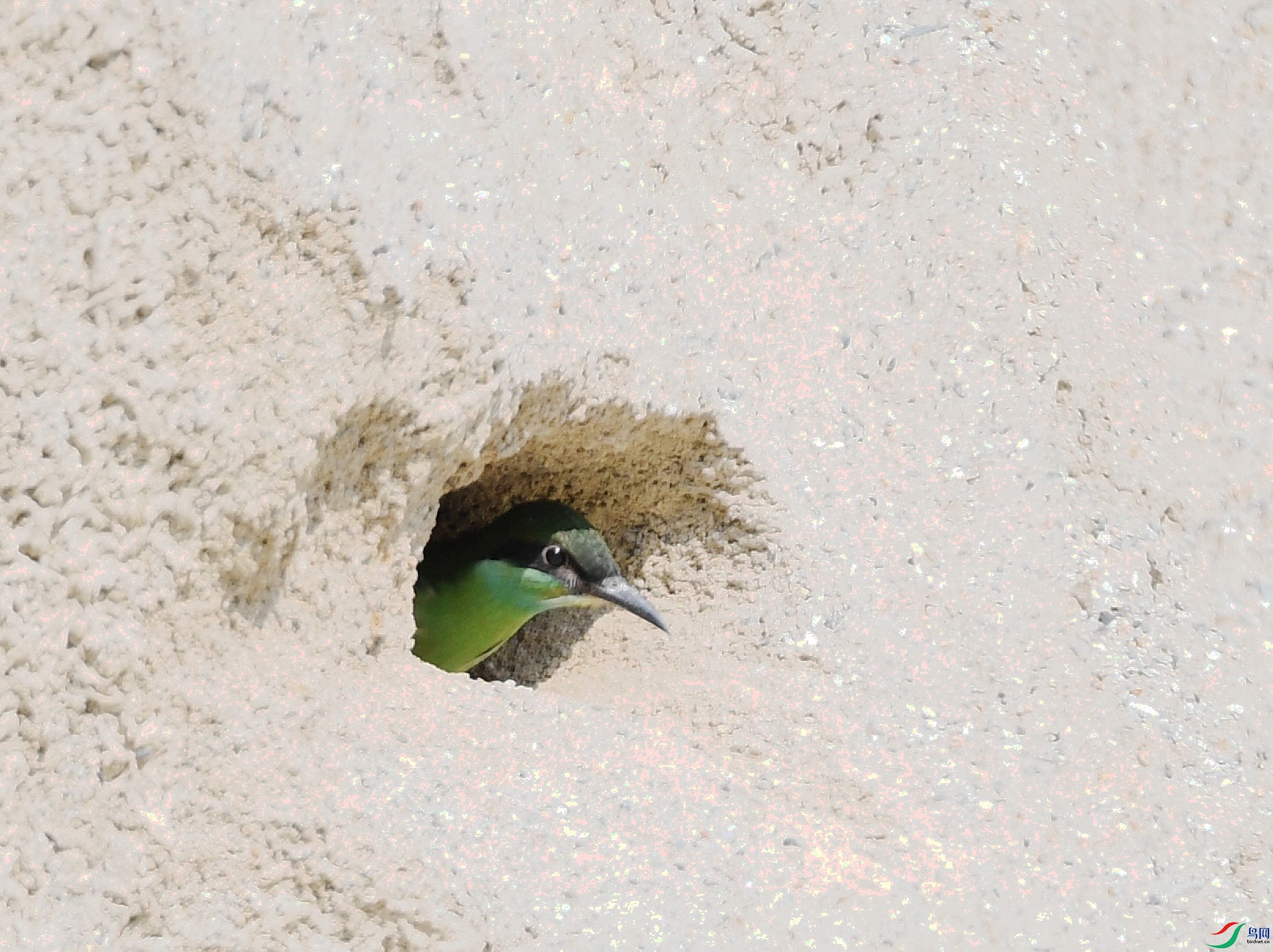 DSC_0934.jpg