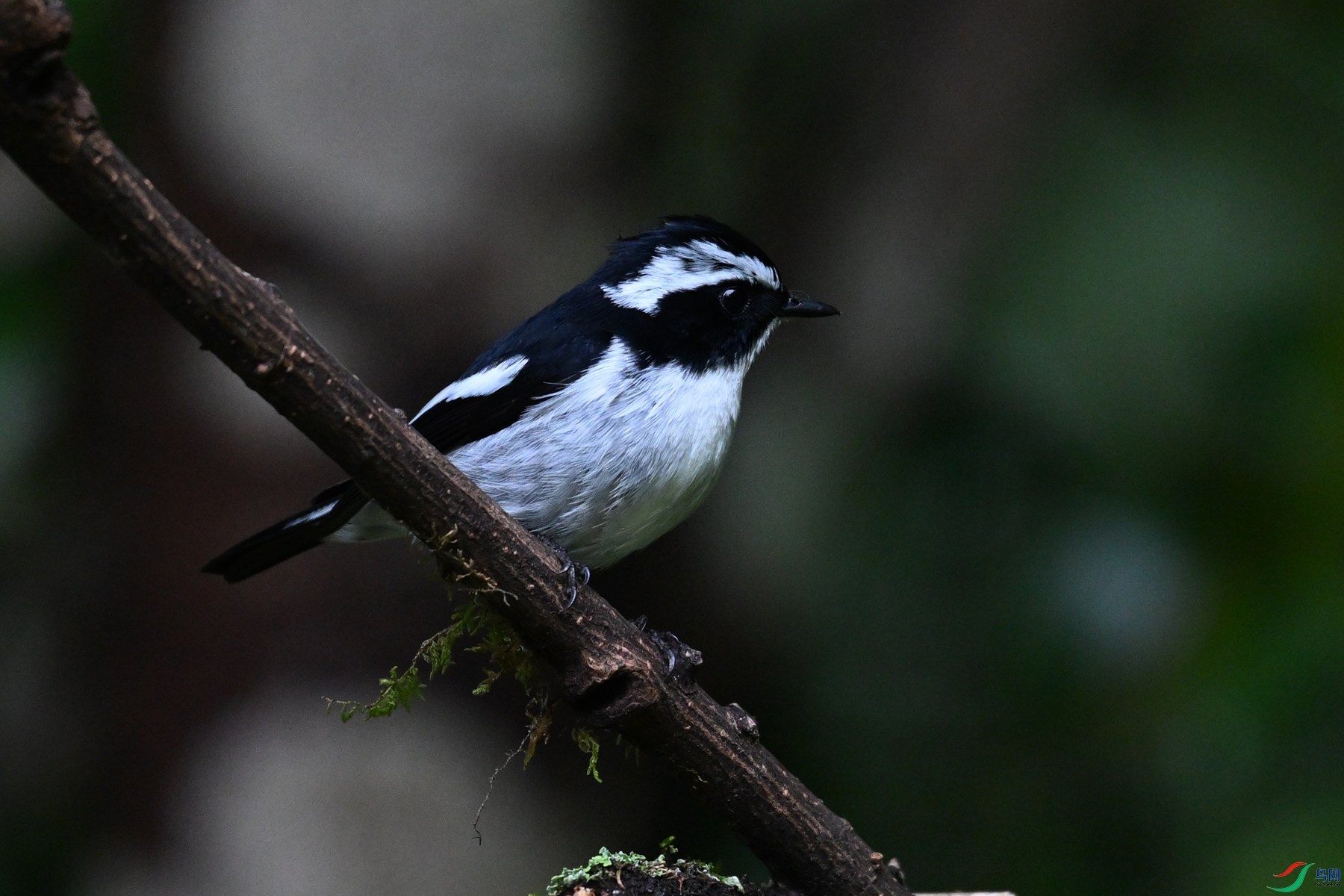 DSC_7176.JPG
