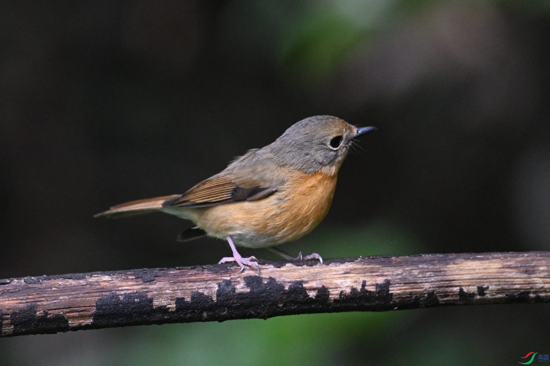 DSC_7207.JPG