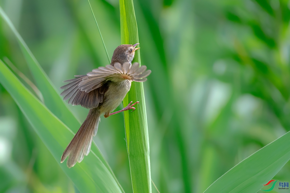 DSC_2462ABC.jpg