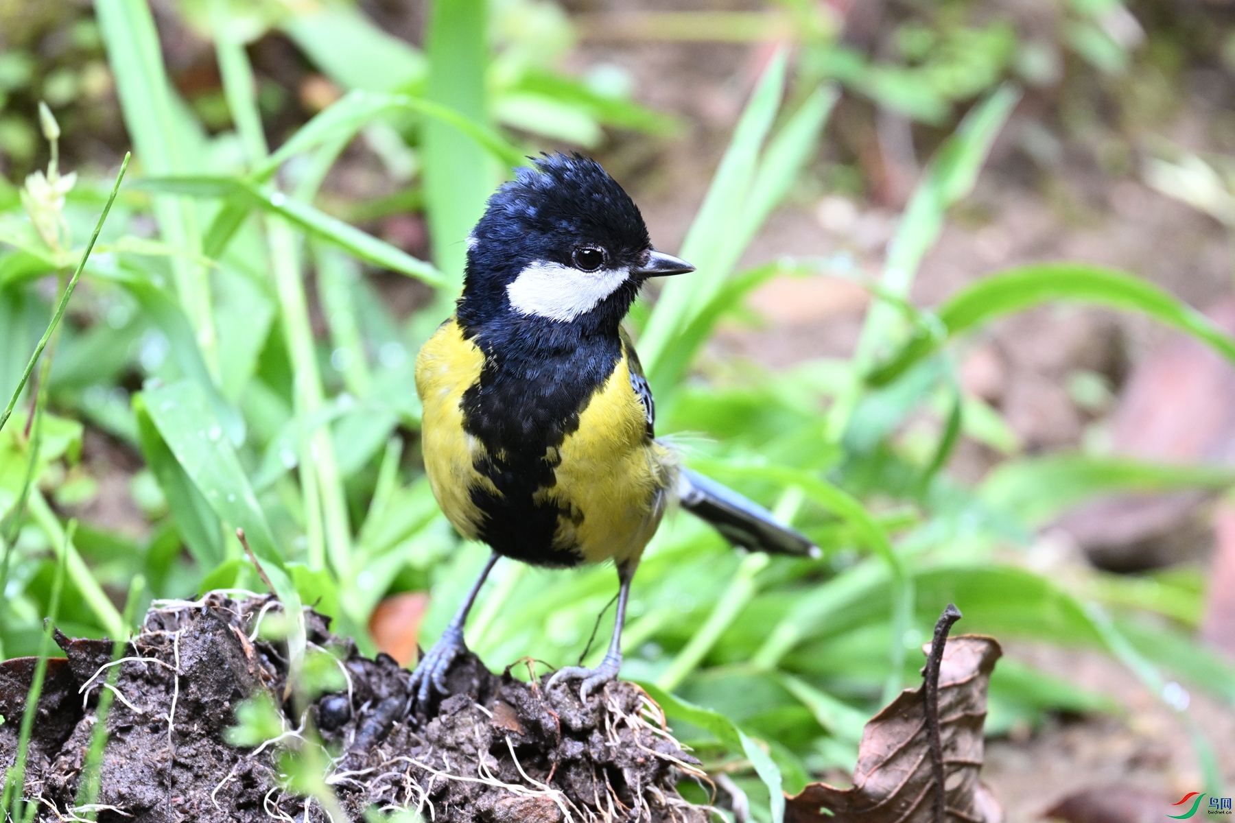 DSC_7211.JPG