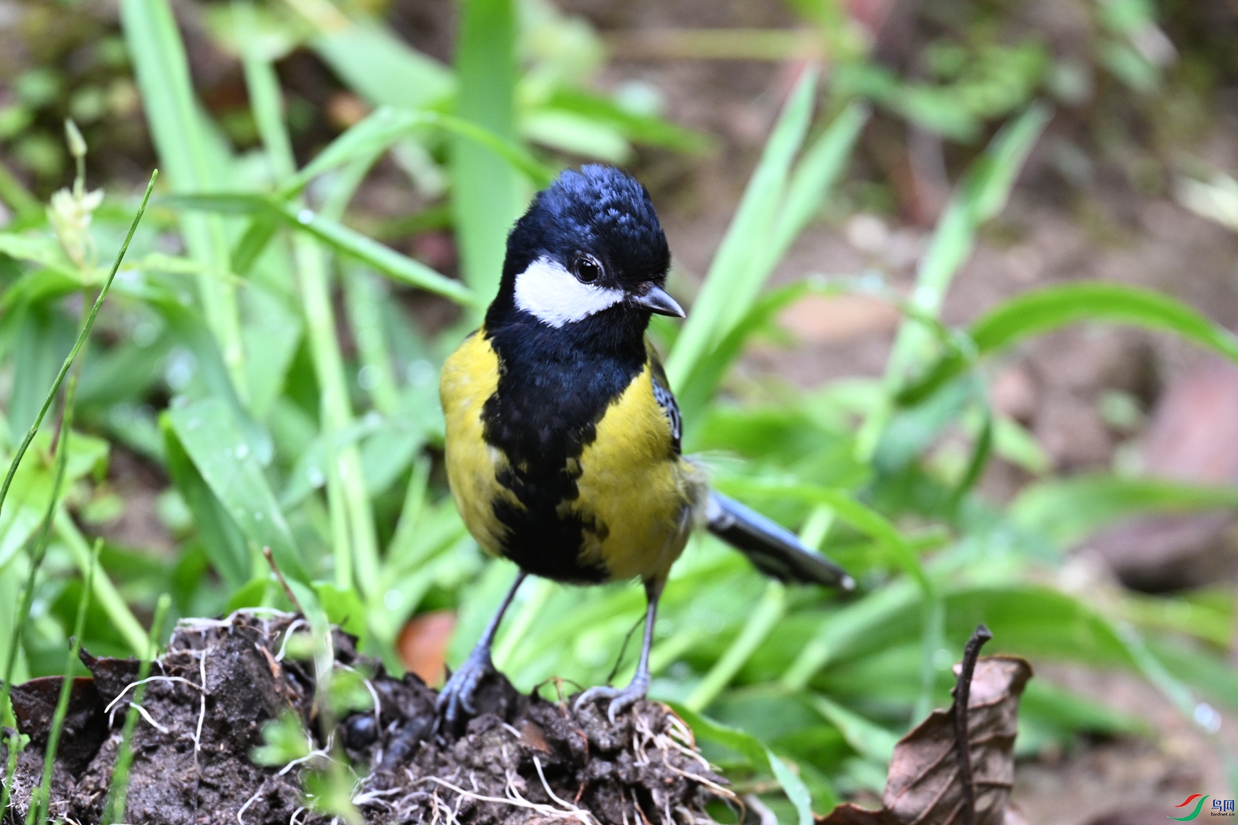 DSC_7214.JPG
