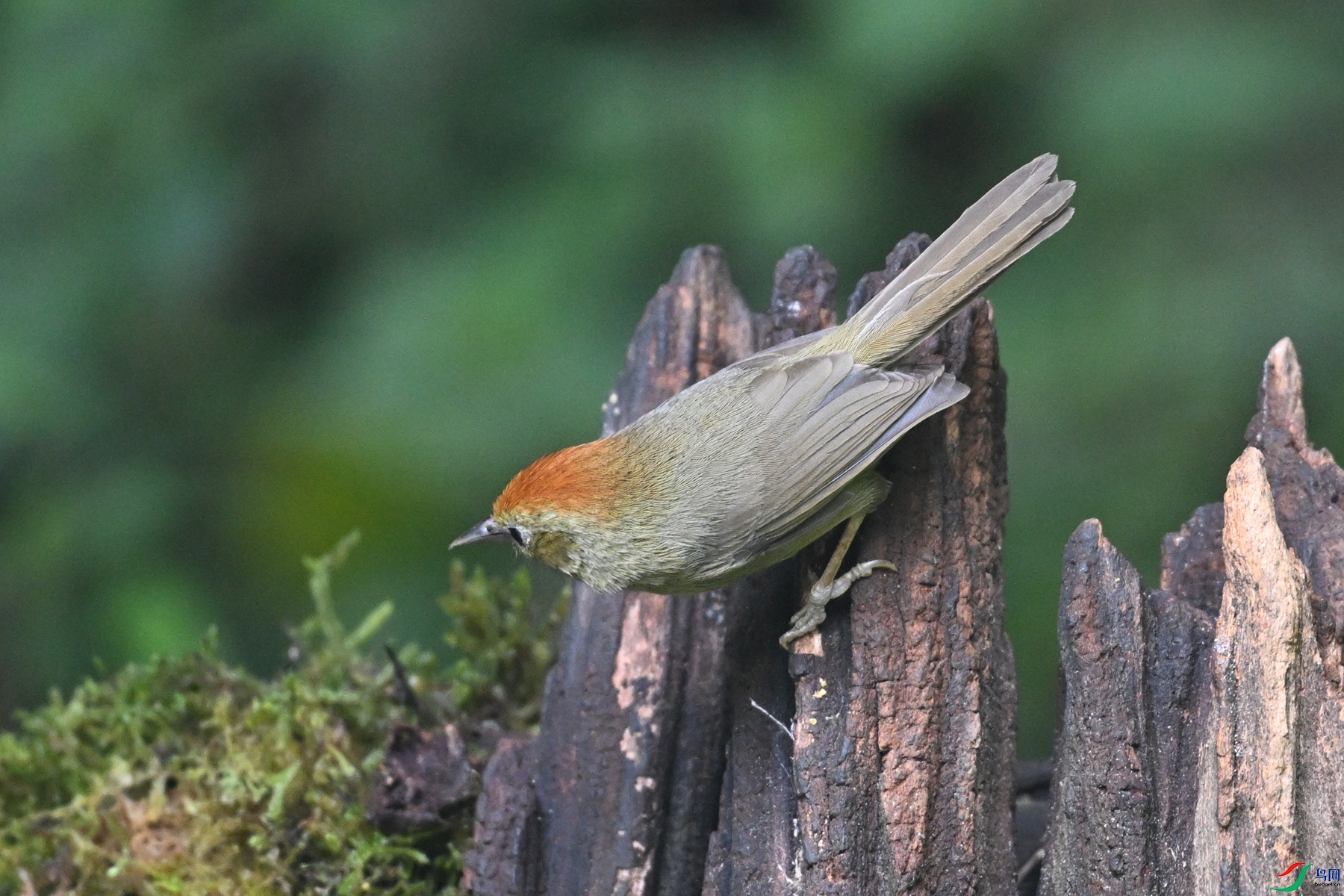 DSC_7235.JPG