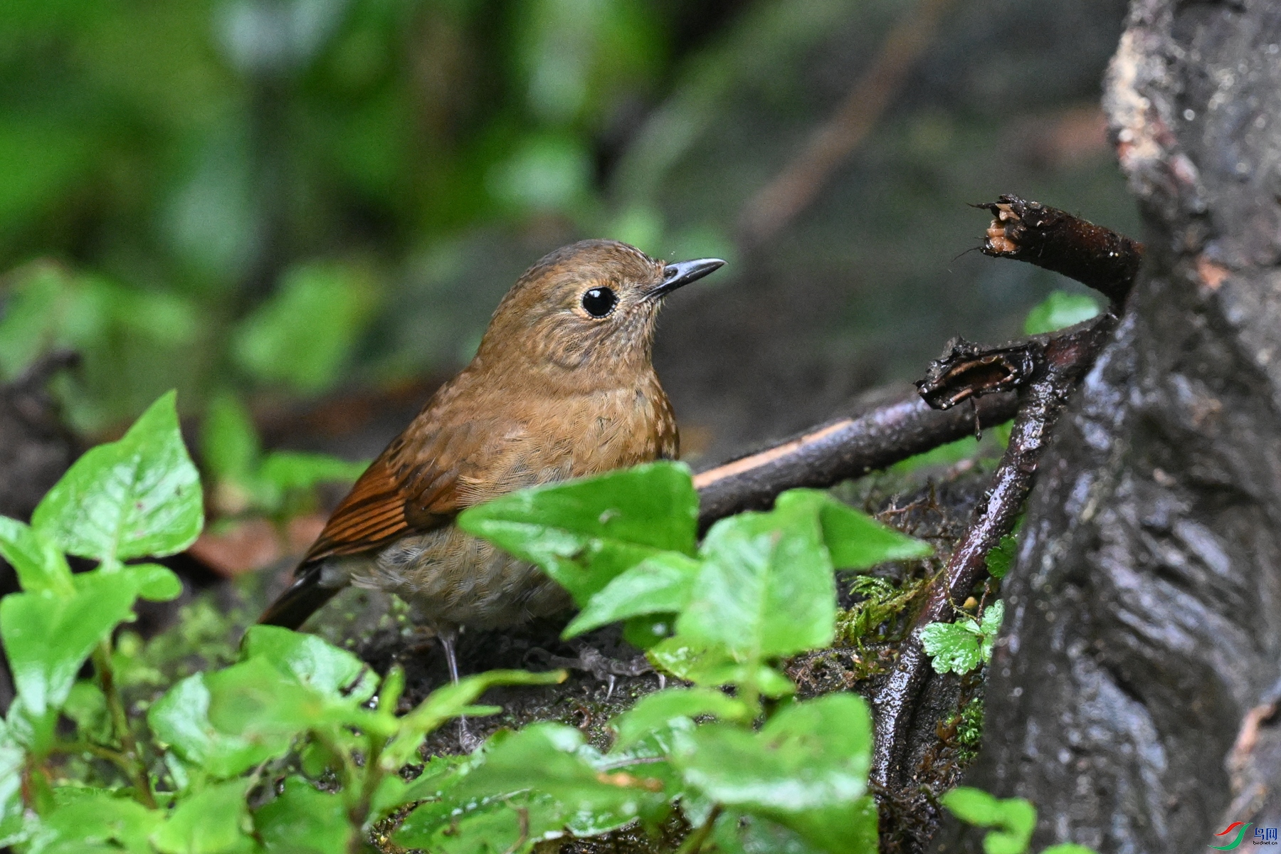 DSC_7183.JPG