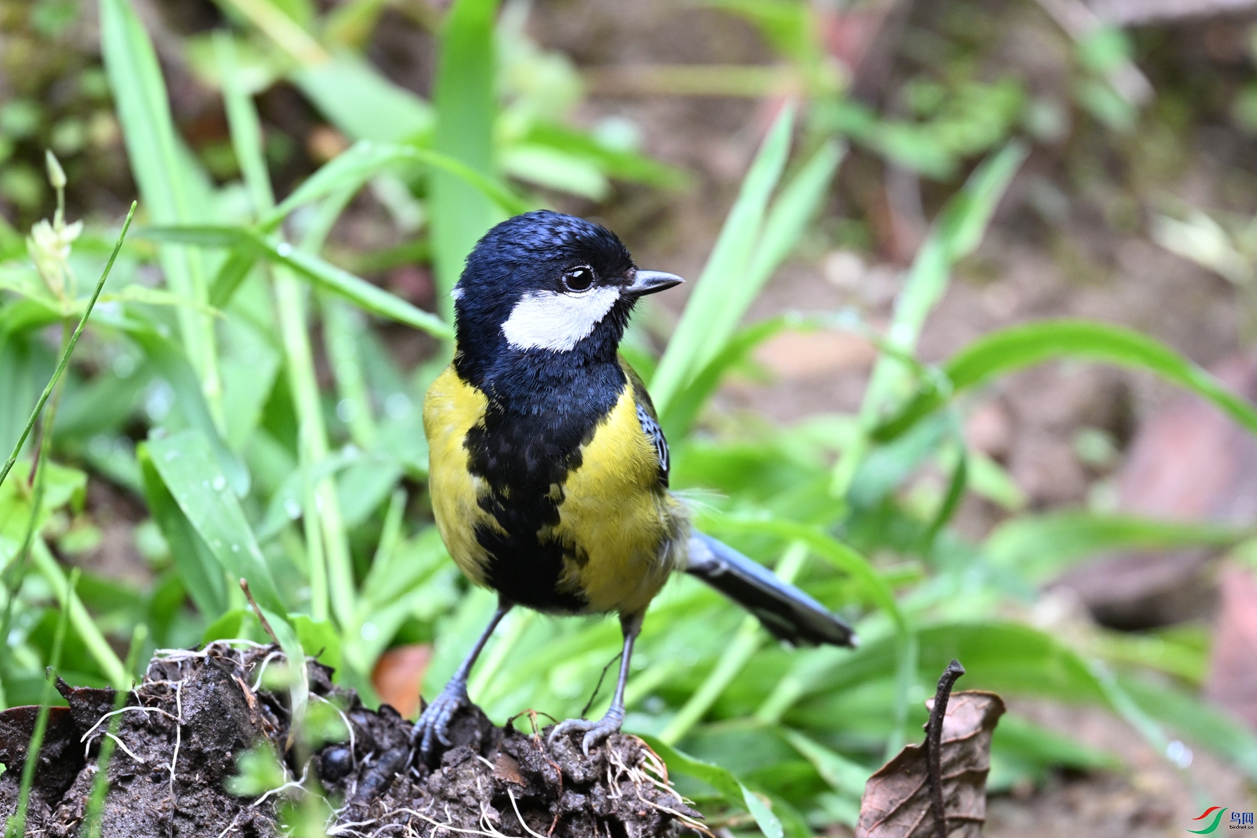 DSC_7217.JPG