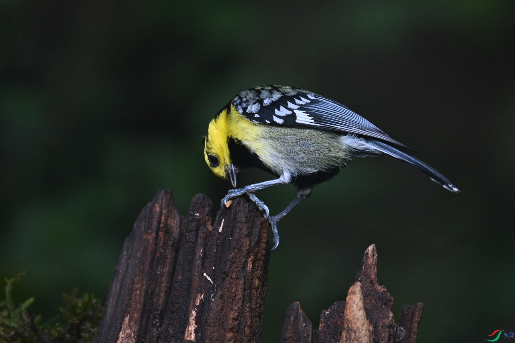 DSC_7194.JPG