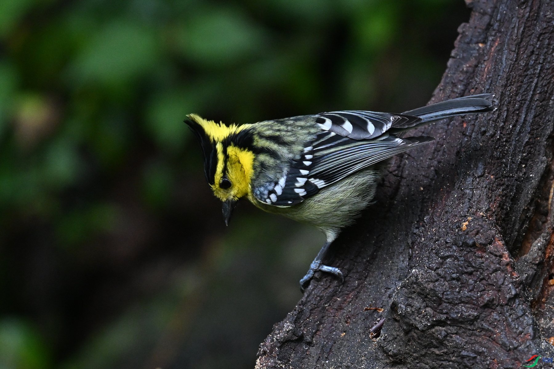 DSC_7201.JPG