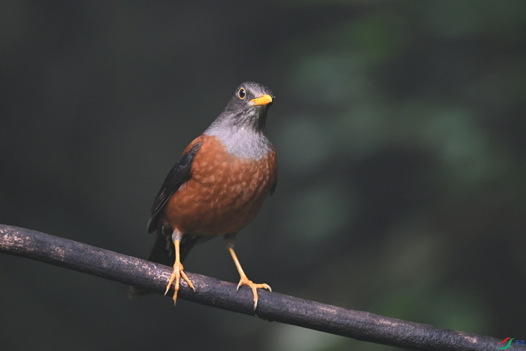 DSC_7242.JPG