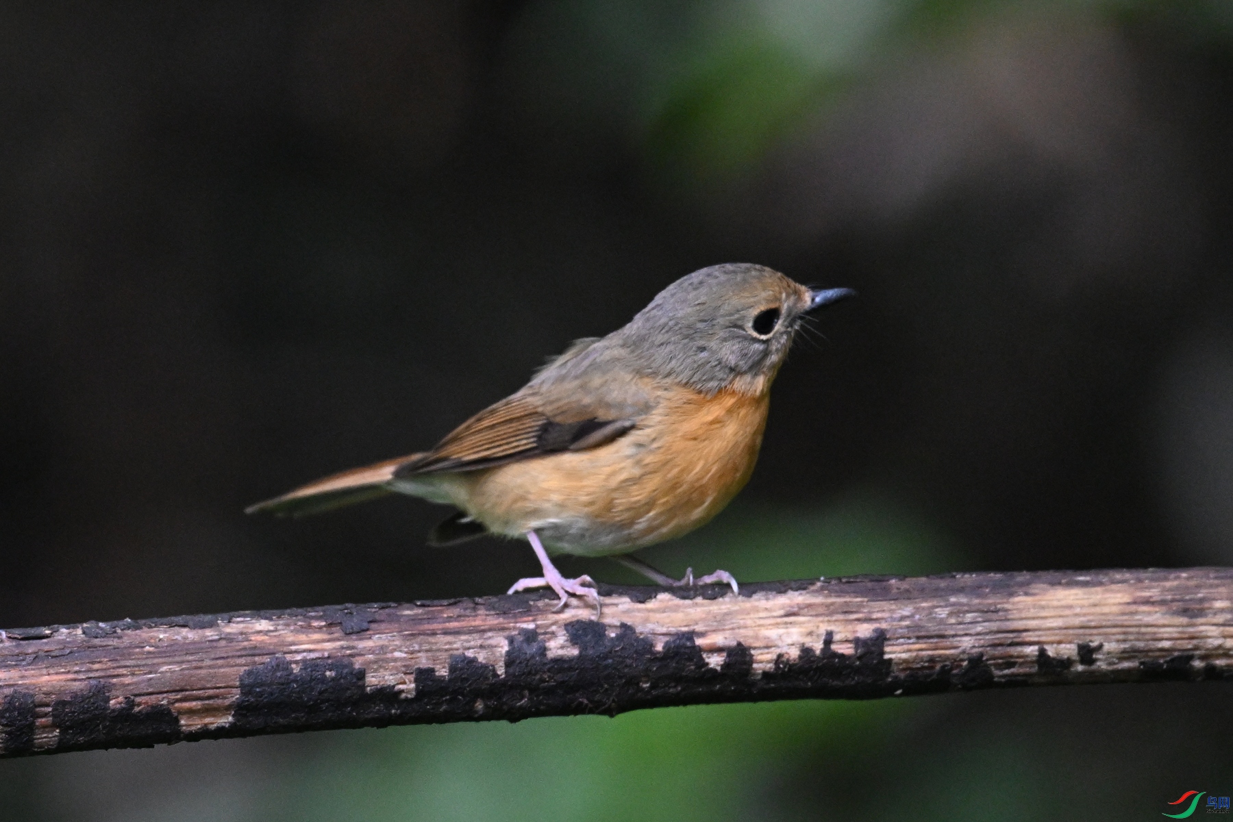 DSC_7206.JPG