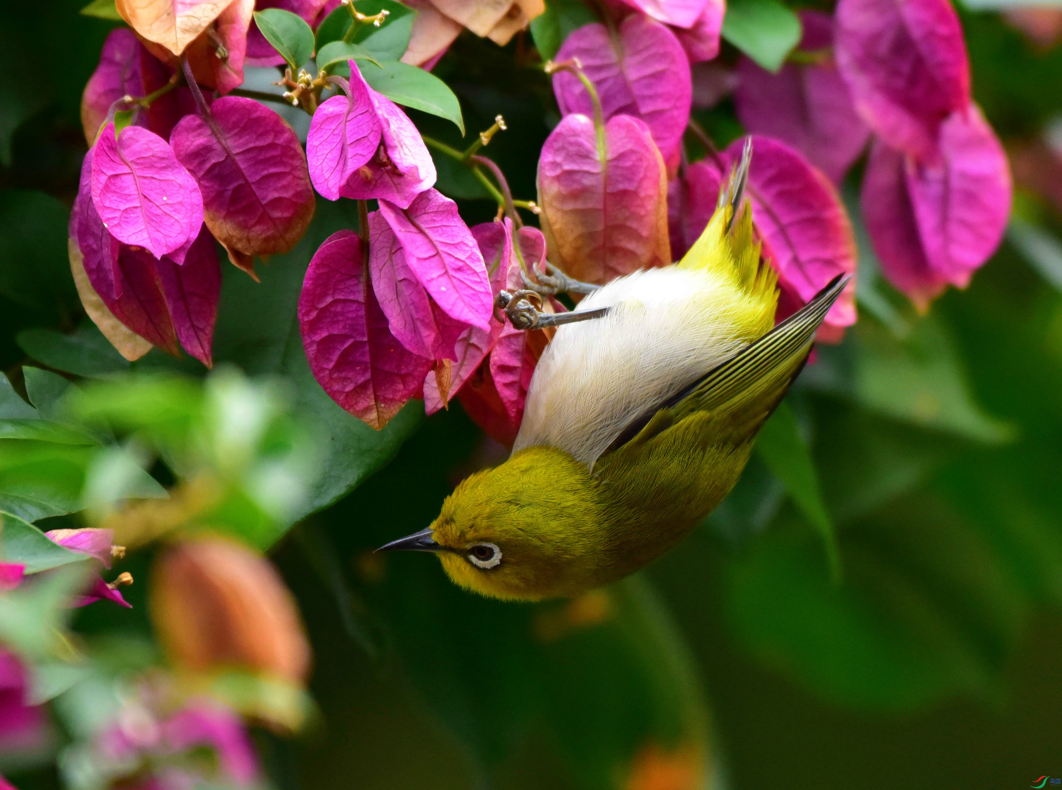 DSC_6811_��ͼ��_����.jpg
