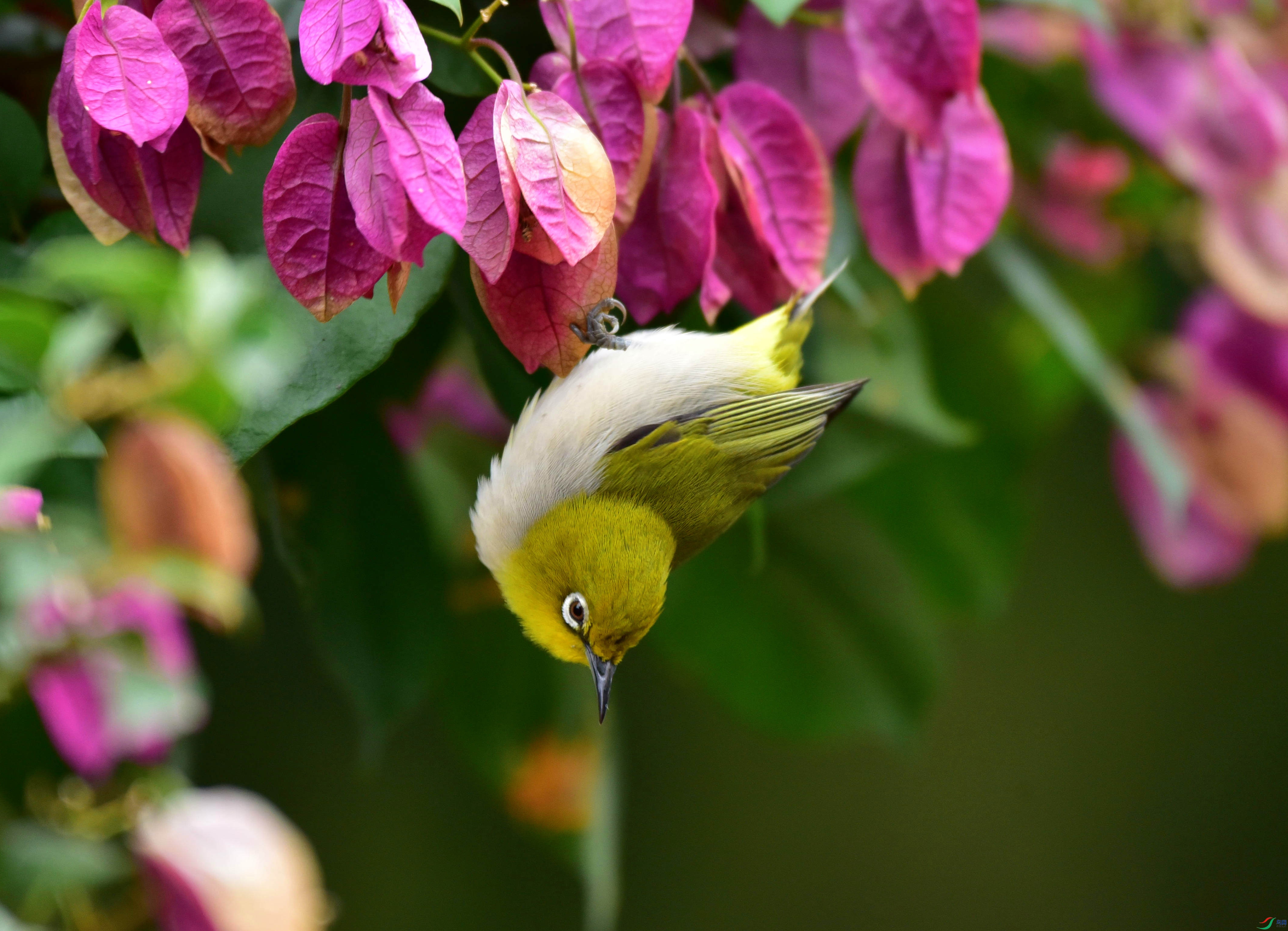 DSC_6946_��ͼ��_����.jpg