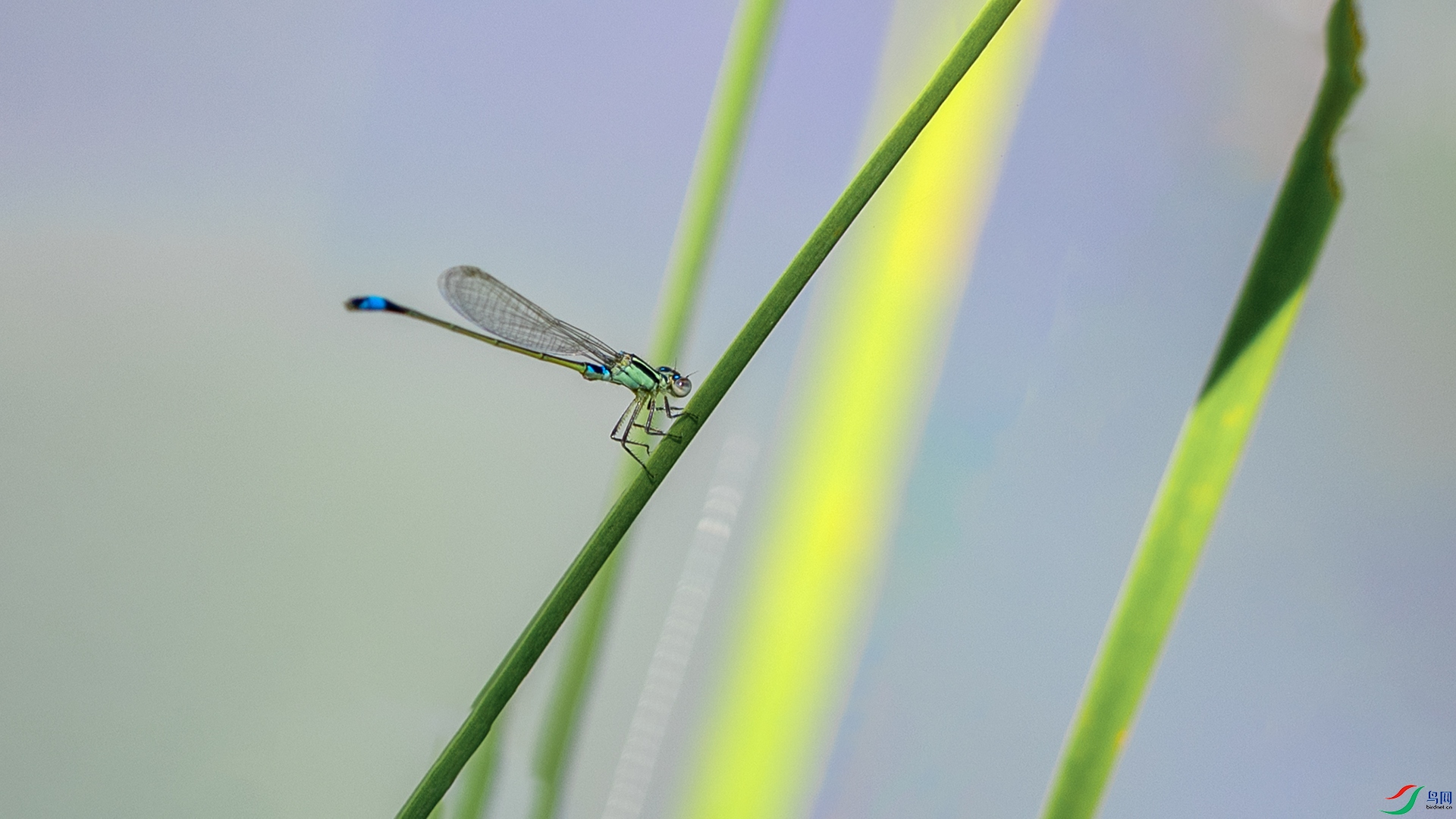 1I9A78181ab.jpg