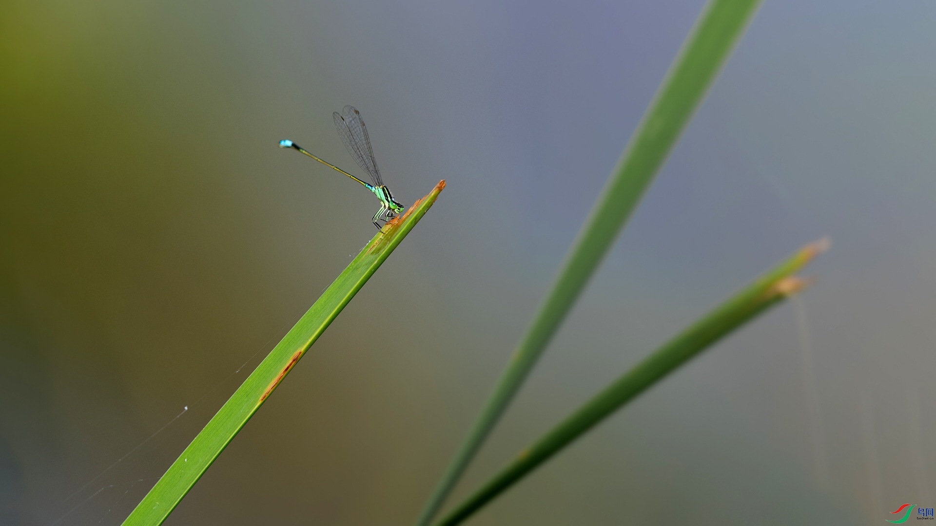 1I9A78591ab.jpg