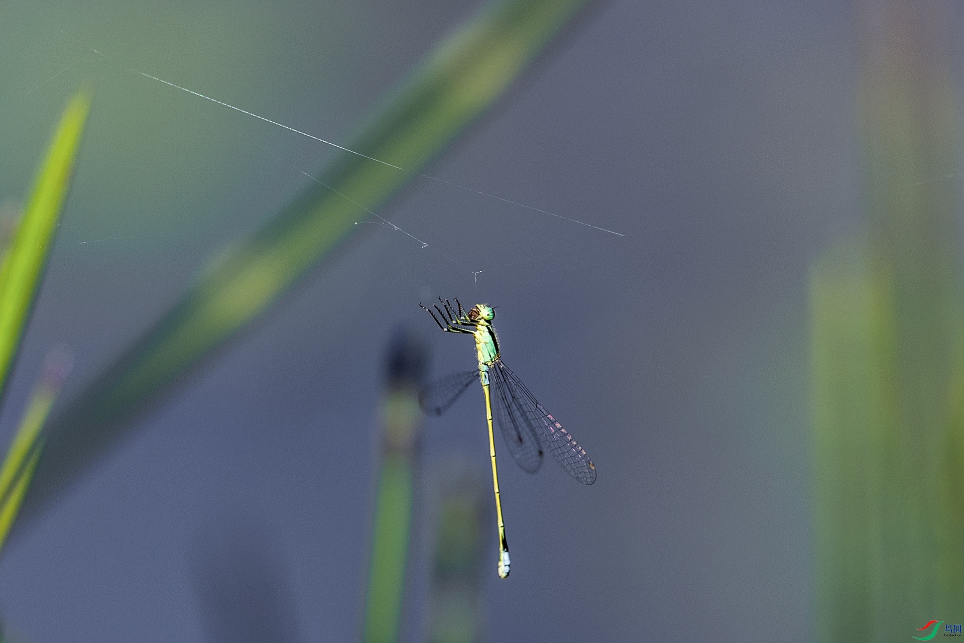 1I9A77771ab.jpg